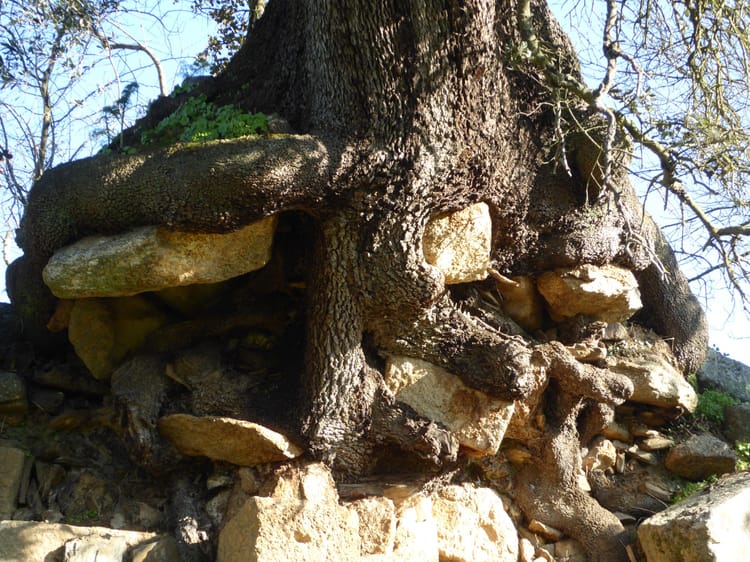 Ferramentas Decrescentistas para Práticas Artísticas