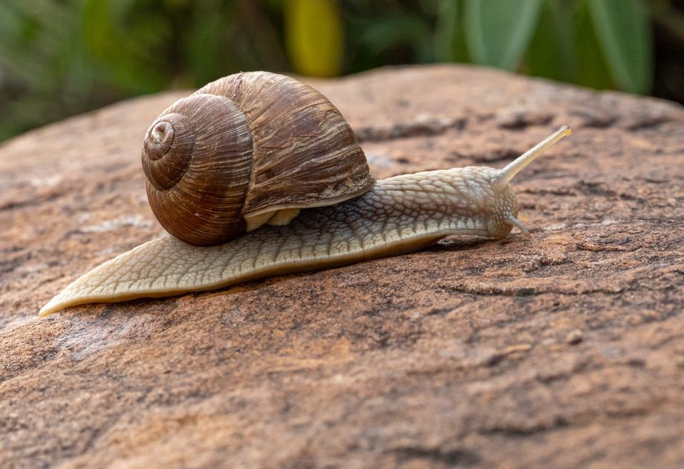 O Caracol | Novembro 2021