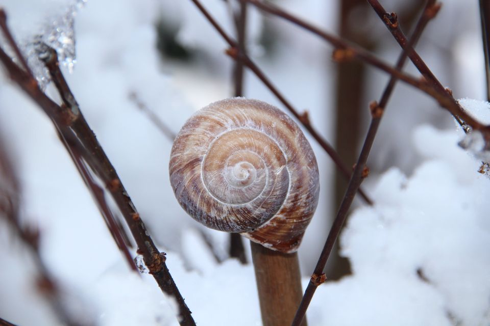 O Caracol | Inverno 2023-2024