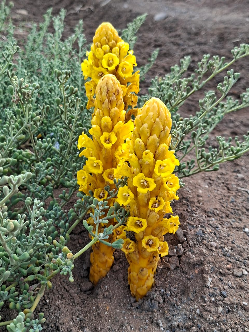 Rachel Carson - Primavera Silenciosa
