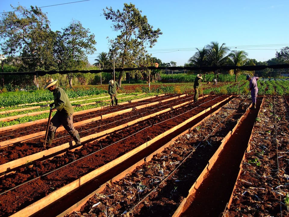 Trabalhadores agrícolas trabalham a terra. Veem-se carreiros de terra planatada, com pequenas divisórias de madeira. No fundo, as plantas já estão mais crescidas e verdes. 